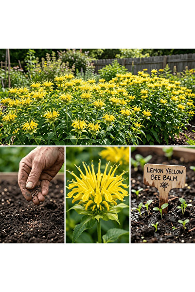 Bloom & Sow Seed بذور نبات الموناردا بلون الليمون الأصفر، بذور زهور عطرية متع...
