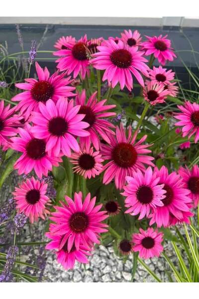 Tunç Botanik EKİNEZYA FİDESİ 5 ADET - KONİ ÇİÇEĞİ Echinacea Purpurea