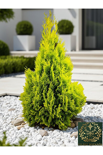 YILDIZ BOTANİK Altuni Piramit Yarı Bodur Plicata Mazı Fidanı ' Thuja Plicata ...