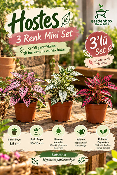 Gardenbox Mini Boy 3 Renk Hostes Çiçeği Pembe Kırmızı Beyaz(Hypoestes)
