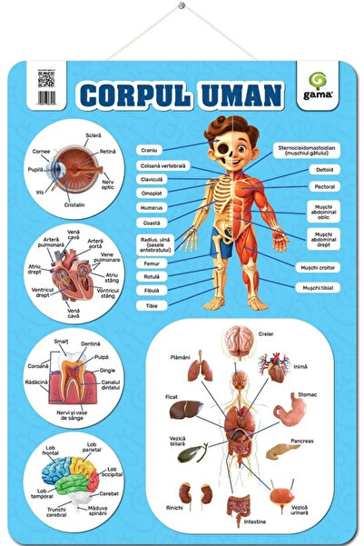 Editura Gama Corpul uman, - Editura Gama