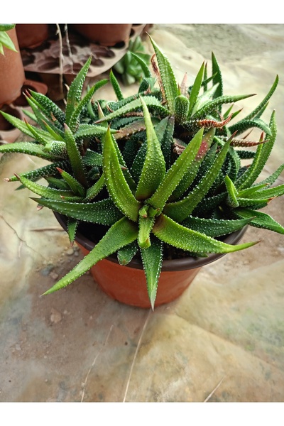 Yavrulu Haworthia (Yılanderisi Çiçeği)