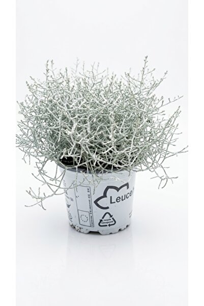 OEM Calocephalus brownii - Silver Wire Plant