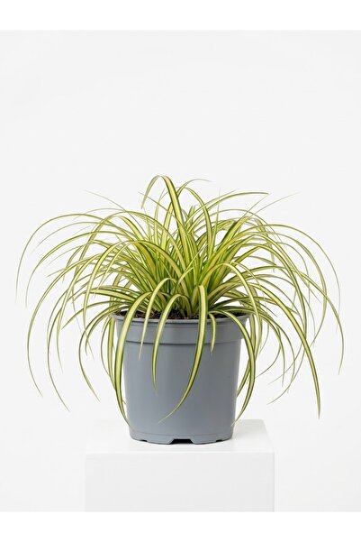 OEM Carex oshimensis 'Evergold' (Декоративна японска трева) – 2-литрова саксия