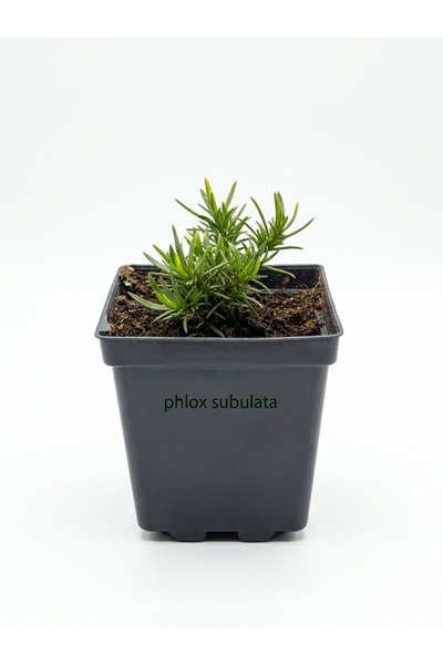 OEM Phlox subulata Spring Purple-Pot P9