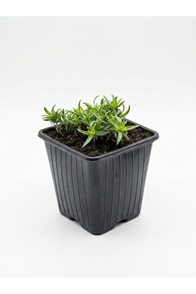 OEM Phlox subulata 'Spring White' (White Creeping Phlox) - P9 Pot
