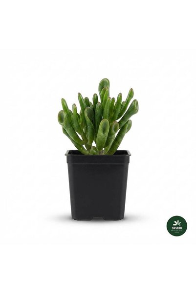 Sasera Botanik Shrek Kulağı Crassula Ovata Gollum Canlı Sukulent – 0,5 Litre ...