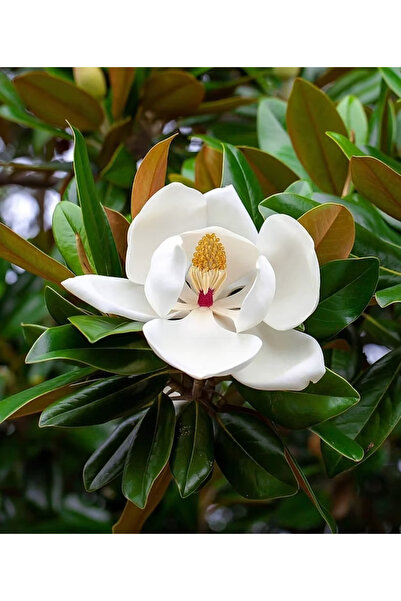 Ecotera Magnolia Veșnic Verde (Magnolia grandiflora 'Little Gem') – arbust or...