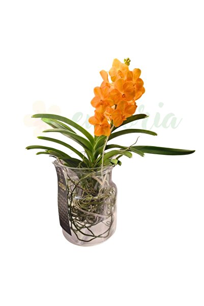Eufloria Orhidee Vanda în vază de sticlă Ø14cm - flori portocalii-somon