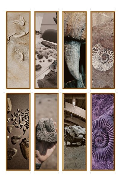 OEM Semne de Carte Paleontologie Fosile set de 8, Design Tematic Istorie Natu...