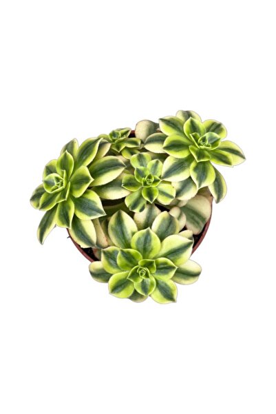 Serafina Succulent Aeonium Starburst, H 25 cm