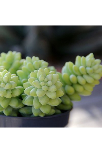 Serafina Suculentă Sedum Burrito, H 5 cm