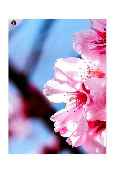 Generic Flower Printed Decorative Wall Art Plate Pink/Blue 15x20cm