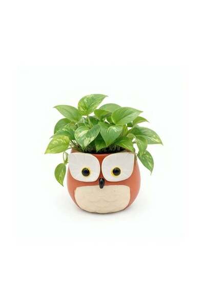 Generic Cute Animal Tea Pot Owl Polyresin Decorative Succulent Planter Cartoo...