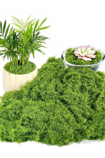 Generic 200g Fake Moss for Plants Indoor,Fake Moss for Crafts Preserved for D...