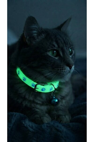 Kedi Tasma Gece Parlayan