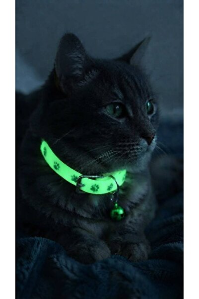 Kedi Tasma Gece Parlayan