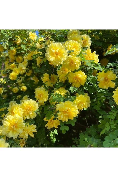 Bloom & Sow Seed بذور ورد الكاراجانا الأصفر المزدوج، نبات شعري دائم متين للحد...