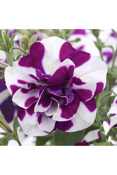 Bloom & Sow Seed بذور بتونيا ثنائية اللون (أرجوانية وبيضاء)، بذور زهور سنوية ...