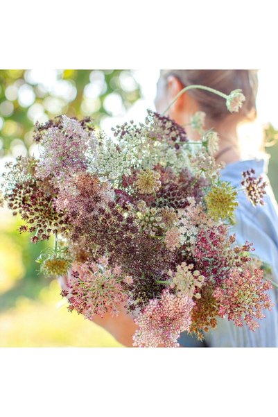 Bloom & Sow Seed بذور زهور كينز آن المختلطة، بذور زهور برية سنوية لحديقة المن...