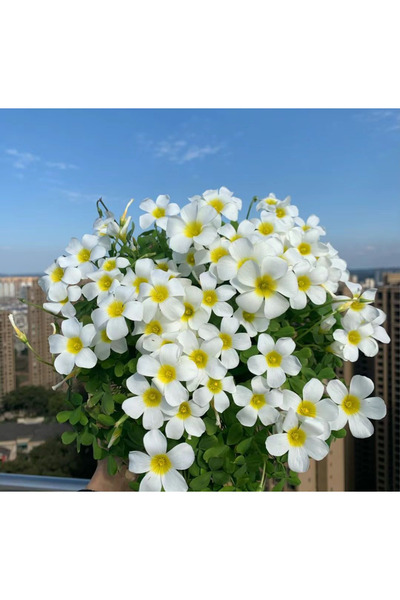 Bloom & Sow Seed بذور زهرة الأوكساليس البيضاء ذات النواة الصفراء، نبات متعدد ...