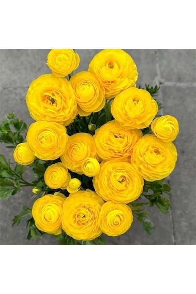 Bloom & Sow Seed بذور زهرة الحوذان الصفراء، بذور زهور مزدوجة متعددة الأزهار ل...
