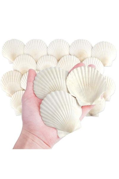 Generic 20 Pcs White Seashells Bulk, Natural Scallop Shells, Crafting Scallop...