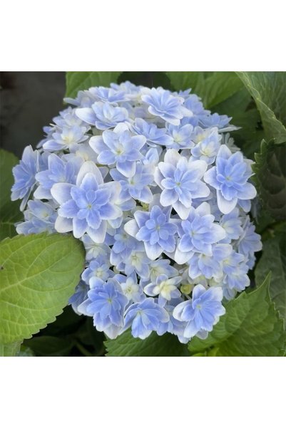 Bloom & Sow Seed بذور هيدرانجيا كبيرة الأوراق زرقاء وبيضاء، بذور زهور نباتية ...