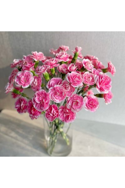 Bloom & Sow Seed بذور القرنفل متعدد الألوان بحواف وردية وبيضاء، 100 حبة، بذور...