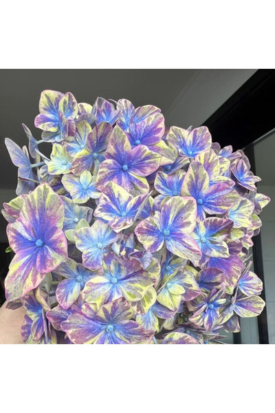 Bloom & Sow Seed بذور هيدرانجيا كبيرة مخططة باللون الأرجواني والأزرق والأصفر،...