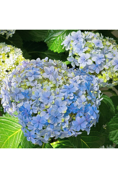 Bloom & Sow Seed بذور زهرة الهيدرانجيا الكبيرة ذات البتلات المزدوجة باللون ال...