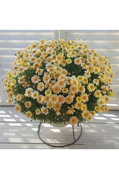 Bloom & Sow Seed بذور زهرة الأقحوان البيضاء ذات النواة الصفراء، بذور زهور متع...