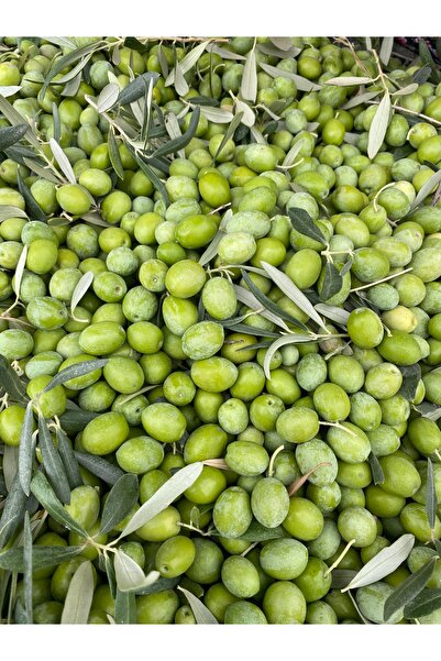 mut incisi zeytin & zeytinyağı MUT İNCİSİ – NET 7 KG GEMLİK (TRİLYE) YEŞİL ZE...
