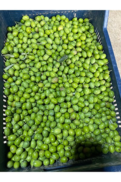 mut incisi zeytin & zeytinyağı MUT İNCİSİ – NET 6 KG GEMLİK (TRİLYE) YEŞİL ZE...