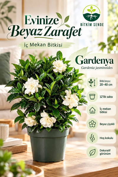 Bitkim Sende Videolu 1. Kalite Özel Kokulu 1 Adet Gardenya Çiçeği Saksılı 30-...