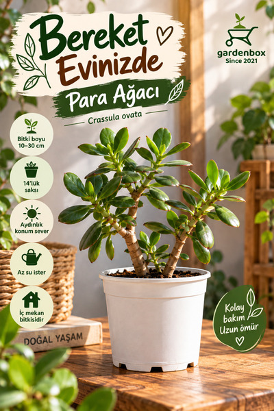 Gardenbox Videolu Kadınlar Gününe Özel Para Ağacı (10 30 CM)1 Adet Saksılı Iç Mekan Bitkisi Pachira Aquatica