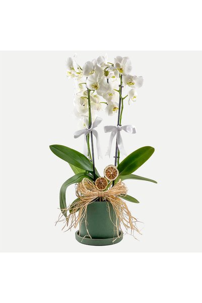 Fidanburada Beyaz Orkide - Ruby Yeşil Saksılı - White Orchid