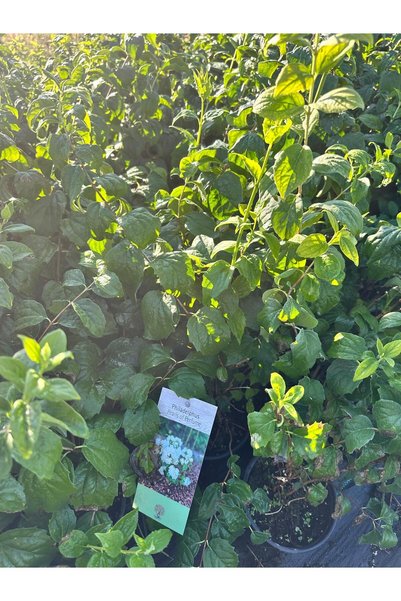 Original Iasomie Philadelphus 'Perle de Parfum'