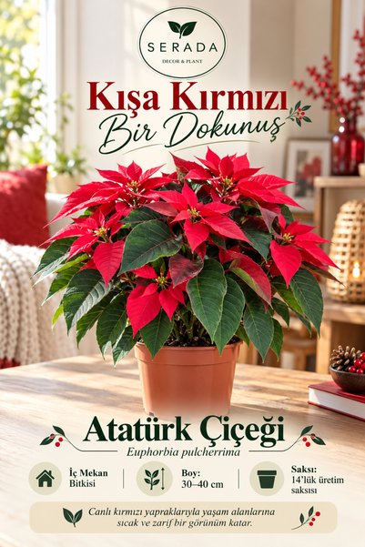 serada decor & plant Videolu 1 Adet Salon/ofis Atatürk Çiçeği 30-40 Cm Saksılı Iç Mekan Bitkiler Poinsettia