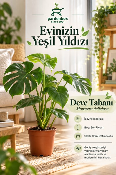 Gardenbox Kampanyalı Monstera/deve Tabanı Dolgun Form