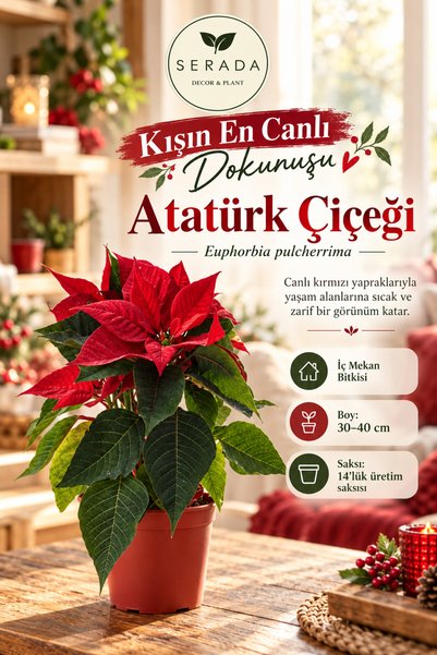 serada decor & plant Atatürk Çiçeği Iç Mekan Bitkisi (ponsetya Çiçeği)