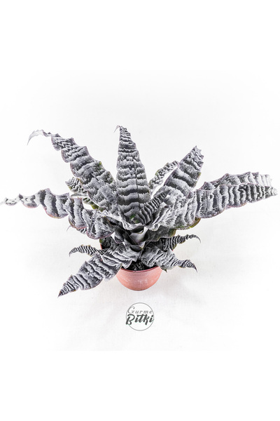 Gurme Bitki Cryptanthus Zonatus Zebrinus (12 cm Saksıda) Özel Nadir Tür Bromeliad Earth Star