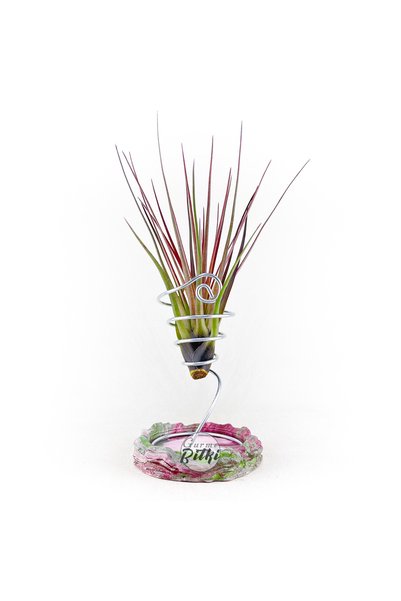 Gurme Bitki Tillandsia "Tricolor" Melanocrater (M) El Yapımı Dekoratif Standı ile Hava Bitkisi Airplant