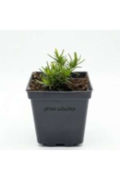 OEM Phlox subulata 'Spring White' (Phlox albașcă) - Ghiveci P9