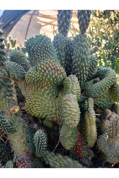 40-80 cm Opuntia Cristata