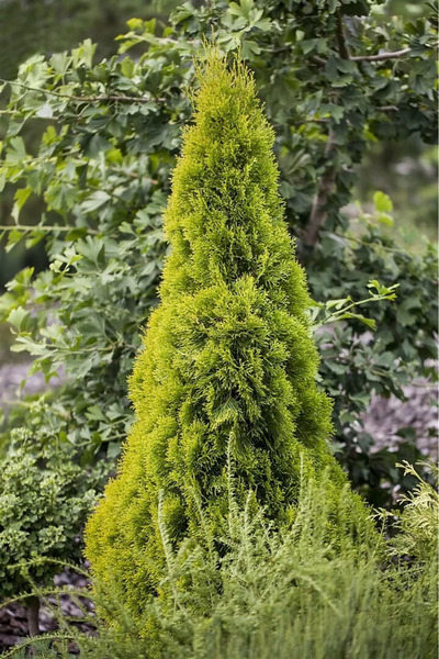 Ecotera Θούγια Χρυσόσμαραγδη (Thuja Occidentalis) – διακοσμητικό κωνοφόρο φυτ...