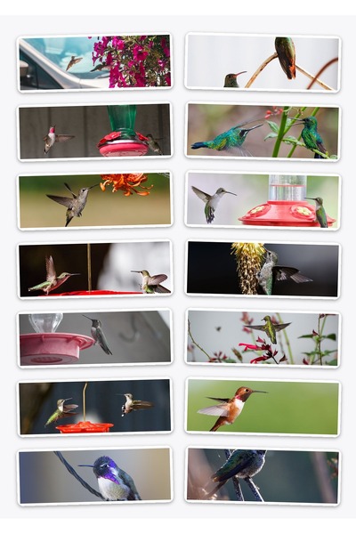 OEM Pachet Stickere Colibri, 14 Bucati cu Pasari Exotice, Autocolante Decorat...