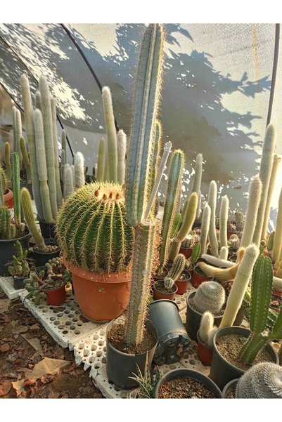 80-120 cm Mavi sütun kaktüs-Pilosocereus azureus-Pilosocereus pachycladus