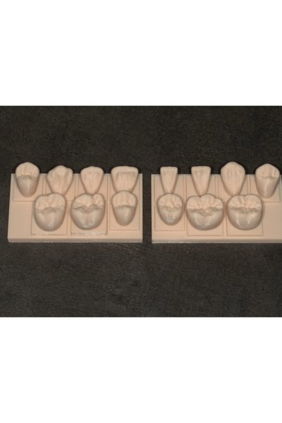DU&ER Üst ve Alt Çene Diş Anatomik Modeli – 3D Diş Hekimliği Eğitim ve Uygula...