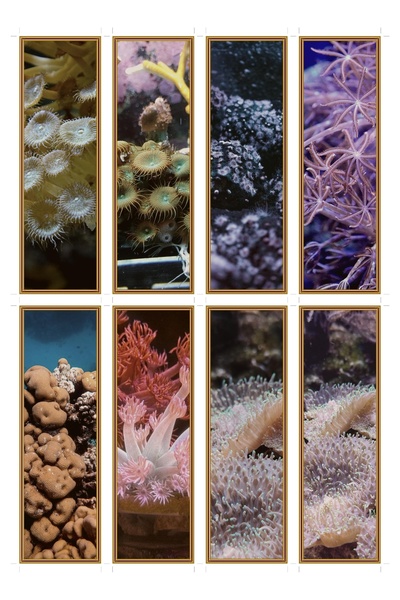 OEM Semne de Carte Set de 8 Polip de Coral, Design Unic Marin, Carton Premium...